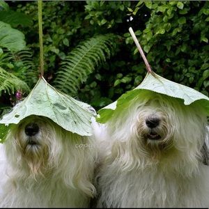 Meet your Posher, Wallace